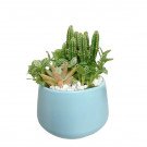 Blue pot with assorted cacti and succulents, topped with white pebbles.