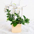 White orchids in a wooden box with green leaves on a white lacy cloth.
