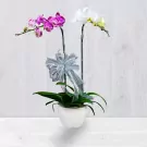 Two orchid plants, one purple and one white, in a white pot with a silver bow.