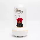 Glass dome with a red rose and dried flowers on an illuminated white diffuser base.