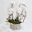 A white orchid basket with decorative twig accents and woven balls.