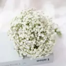 Close-up of a bouquet of small white baby's breath flowers.