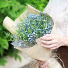 A bouquet of blue baby's breath flowers wrapped in burlap and paper.