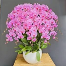 Abundant pink phalaenopsis orchids in a white pot on a wooden surface.