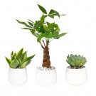 Three potted plants: braided Money Tree, Sansevieria, and Echeveria.