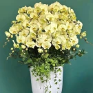 A large arrangement of pale yellow Phalaenopsis orchids in a white pot with lush green foliage.