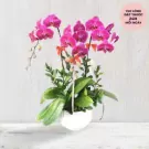 Chậu hoa lan hồ điệp màu tím hồng rực rỡ, trang trí nơ đỏ, đặt trong chậu trắng.