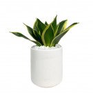 Snake plant with green and yellow striped leaves in a white ceramic pot.