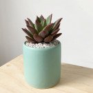 Mint green ceramic pot with a succulent plant and white pebbles on a wooden surface.