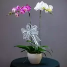 Two orchids, one purple and one white, in a white pot with a silver bow.