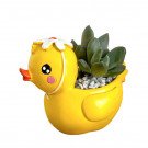 Yellow duck planter with succulent plant and white pebbles.