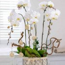 Basket of white orchids with decorative branches and small woven balls.