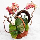 Orchid basket with red and pink orchids, succulents, and decorative branches on a white background.