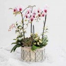 A pink orchid basket with a succulent and decorative leaves.