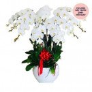 White orchid arrangement in a white pot with a red bow.