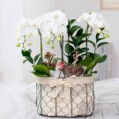 White orchids and succulent in a wire basket decorated with lace.