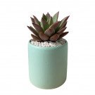 Mint green succulent in a cylinder pot with white pebbles.