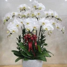 A potted arrangement of white orchids with a red ribbon.