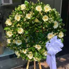 White gerbera daisies and white aster flowers arranged in a wreath with a white bow.