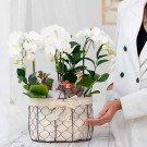 White orchids in a wire basket with lace trim, a person in a white blazer is holding the basket.