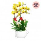 Yellow orchids in a white pot with red ribbons and decorative elements.