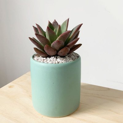 Mint green ceramic pot with a succulent plant and white pebbles on a wooden surface.