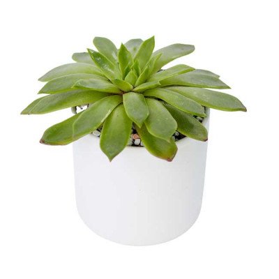 A green succulent plant in a white pot, isolated on a white background.