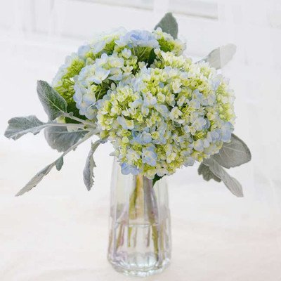 Blue and green hydrangeas with dusty miller leaves in a clear glass vase.
