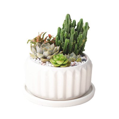 White fluted pot with various succulents and cacti, topped with small white stones.