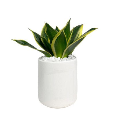 Snake plant with green and yellow striped leaves in a white ceramic pot.