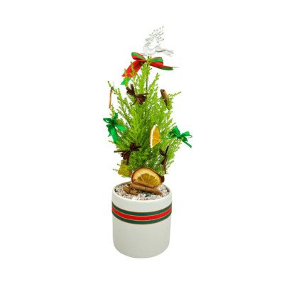Small Christmas pine tree decorated with dried orange slices, cinnamon sticks, and green and red bows in a white ceramic pot.