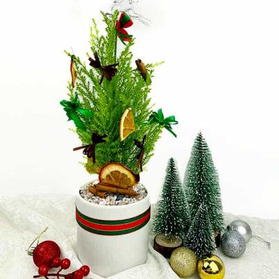 A small Christmas pine tree in a ceramic pot, decorated with dried oranges, cinnamon sticks, and red and green bows.