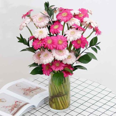 Pink and white gerbera daisies in a glass vase.