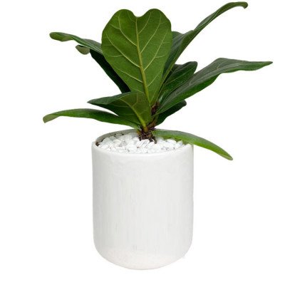 Fiddle leaf fig plant in a white ceramic pot with white pebbles on top.