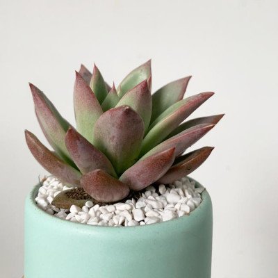 Mint green ceramic pot with a succulent plant and white pebbles.
