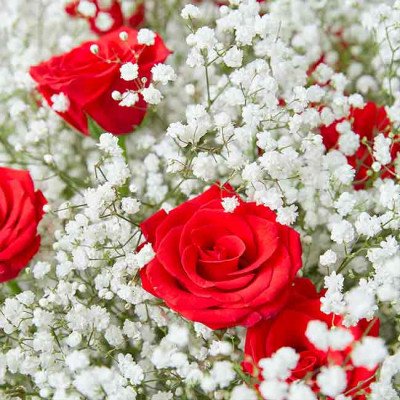 Red roses and baby's breath in a bouquet.