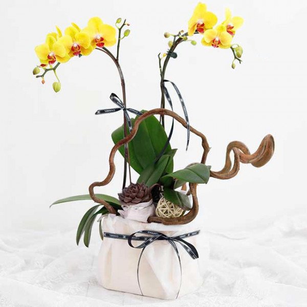 Yellow orchids in a white box with decorative branches and ribbon.