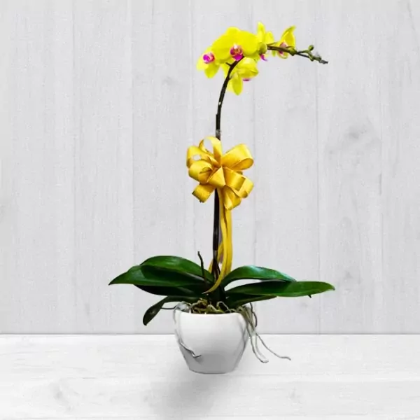 Yellow orchid in a white pot with a yellow bow against a light background.