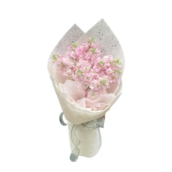 Gentle You 1