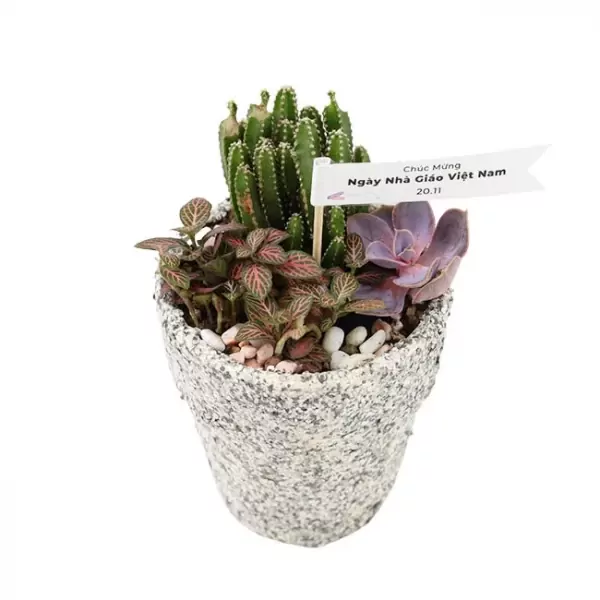 Terrarium pot with cactus, succulent, and fittonia plants, topped with a "Happy Vietnamese Teachers' Day" banner.