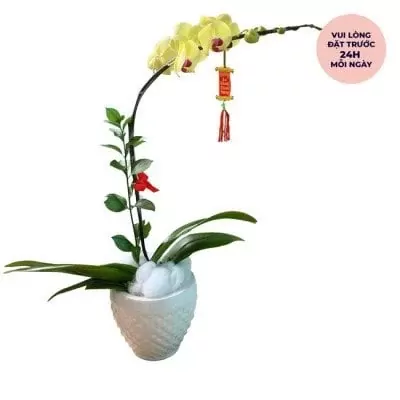 Yellow orchids in a white patterned pot with a red lantern ornament.