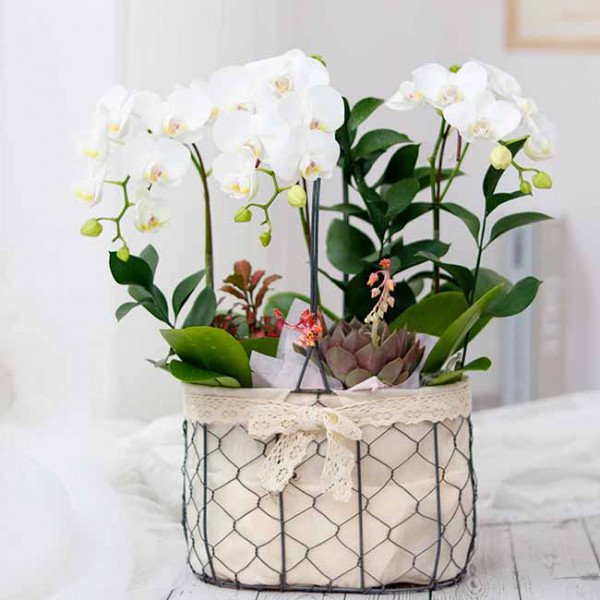 White orchids and succulent in a wire basket decorated with lace.