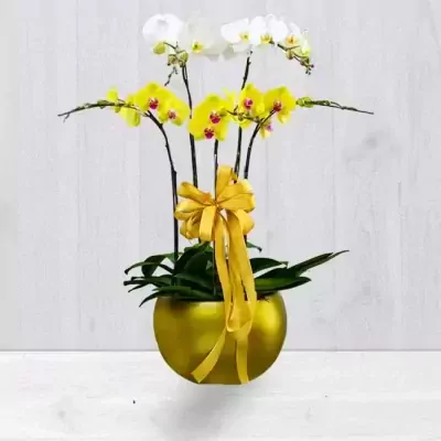 Yellow and white orchids in a gold pot with a yellow bow.