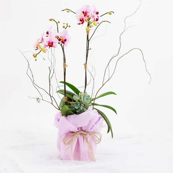 Pink orchids and succulent in a light purple gift box tied with twine.