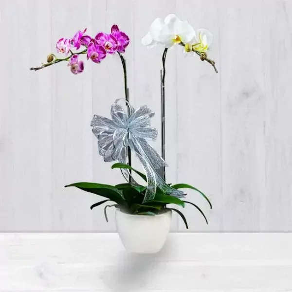 Two orchid plants, one purple and one white, in a white pot with a silver bow.