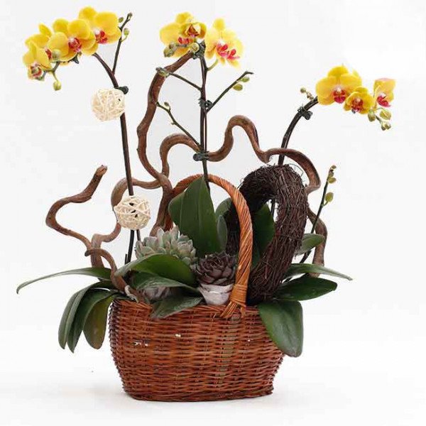 Yellow orchids in a wicker basket with decorative branches and succulents.