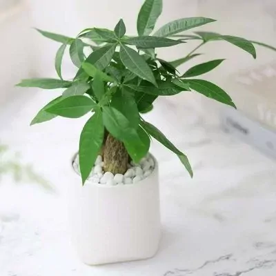Money tree plant in a white pot with white pebbles.
