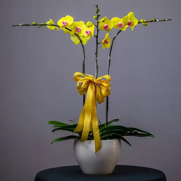 Yellow orchids in a white pot with a gold ribbon, a gift for prosperity and good luck.