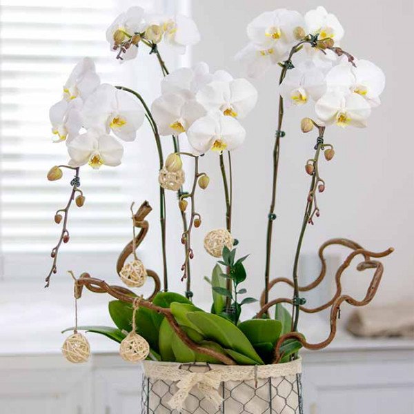 Basket of white orchids with decorative branches and small woven balls.