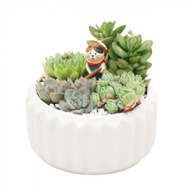 White ceramic pot with assorted succulents and a small cat figurine.